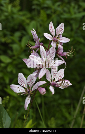 Diptam Dictamnus albus  angiosperm Stock Photo