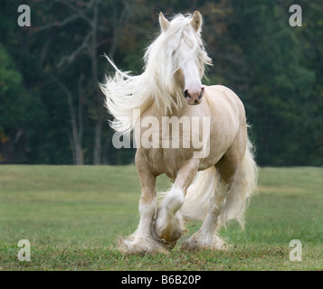 palomino Gypsy Vanner Horse stallion trots across scenic meadow Stock ...