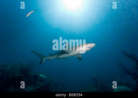 Bahamas New Providence Island Caribbean Reef Sharks Carcharhinus perezi swimming in Caribbean Sea Stock Photo