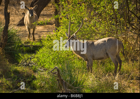 wildlife wild KOBUS ellipsiprymnus common waterbuck female and male with horn south-Africa south africa bush Stock Photo