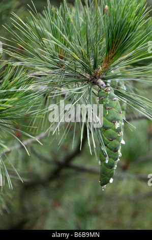 Macedonian Pine (Pinus peuce), twig with fresh cone Stock Photo