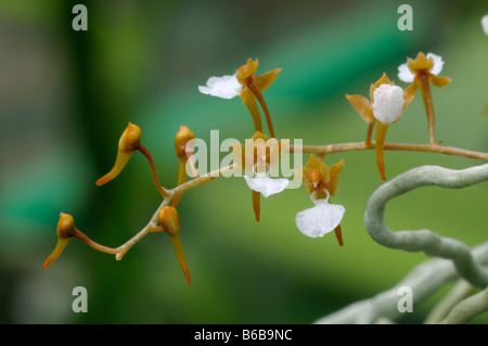 Tropical Orchid (Solenangis sp.), flowering twig arising from aerial root Stock Photo