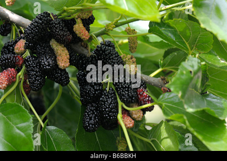 Black Mulberry, Common Mulberry (Morus nigra), twig with berries Stock Photo