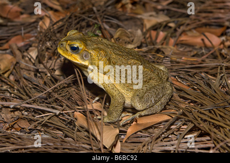 Cane Toad (Bufo marinus) adult, introduced pest species, Lichfield National Park Northern Territory Australia October Stock Photo