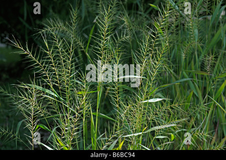 Eastern Bottlebrush Grass (Hystrix patula, Elymus hystrix), seed heads Stock Photo