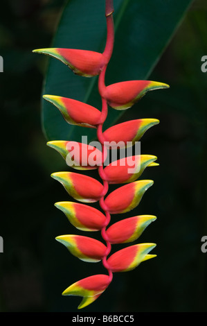 Lobster claw (Heliconia rostrata) flower George Brown Botanic Gardens Darwin Northern Territory Australia September Stock Photo