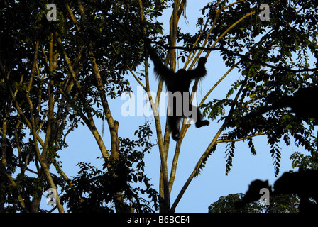 ORANGUTAN SWINGING AMONG TREES IN SINGAPORE ZOO Stock Photo