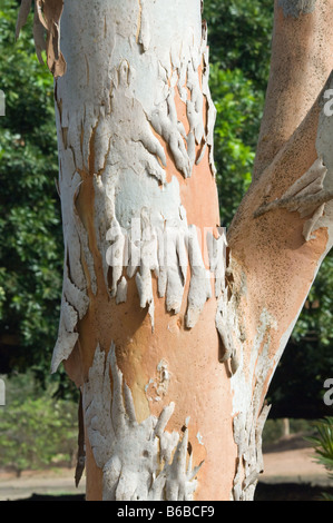 Northern Salmon Gum (Eucalyptus bigalerita) close up of the bark George Brown Botanic Gardens Darwin Northern Territory Australi Stock Photo