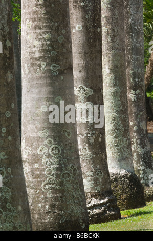 Venezuelan Royal Palm (Roystonea oleracea) close-up of trunk George Brown Botanic Gardens Darwin Northern Territory Australia Stock Photo