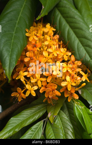 Yellow Saraca Tree (Saraca thaipingensis) cluster of flowers Northern Territory Australia Stock Photo