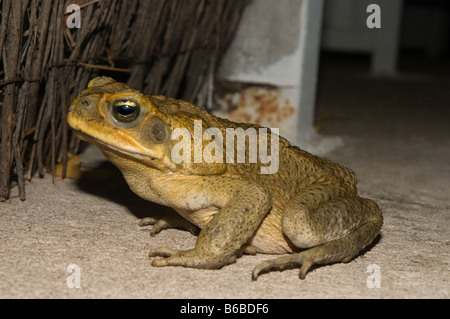 Cane Toad (Bufo marinus) adult introduced pest species Lichfield National Park Northern Territory Australia October Stock Photo
