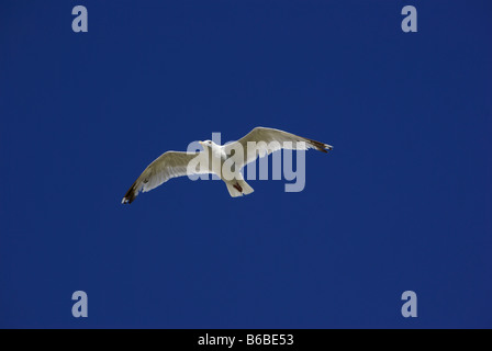 larus ridibundus black-headed gull flying against a cloudless blue sky Stock Photo