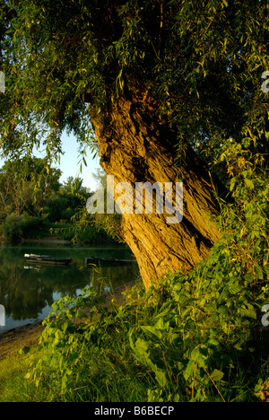 crack willow salix fragilis in evening sunlight by a lake with a boat Stock Photo