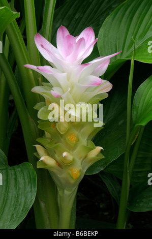 Turmeric (Curcuma longa, Curcuma domestica), flower Stock Photo