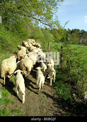 Flock of sheep in field Stock Photo