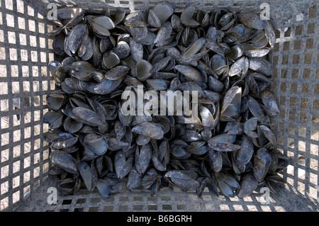 Heap of shells in container Stock Photo