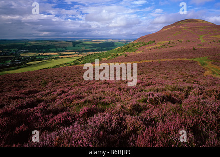 Eildon Hills in summer heather, near Melrose, Scottish Borders, Scotland Stock Photo