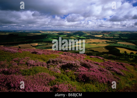 Eildon Hills in summer heather, near Melrose, Scottish Borders Stock Photo