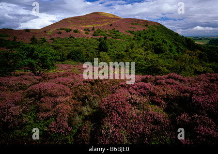 Eildon Hills in summer heather, near Melrose, Scottish Borders Stock Photo