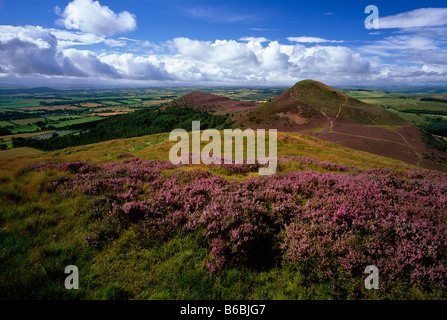 Eildon Hills in summer heather, near Melrose, Scottish Borders Stock Photo