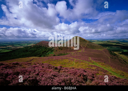 Eildon Hills in summer heather, near Melrose, Scottish Borders Stock Photo