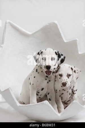 Two Dalmatian puppies sitting in easter egg sculpture Stock Photo