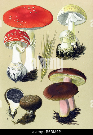 Vintage botanical illustration of mushrooms and fungi from the early ...