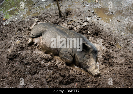 Indonesia, Sambirenteng, Bali, Pig in the mud Stock Photo