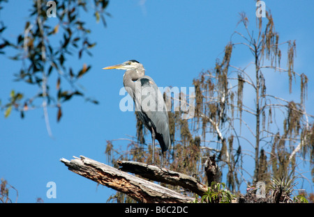 Great Blue Heron in tree Stock Photo