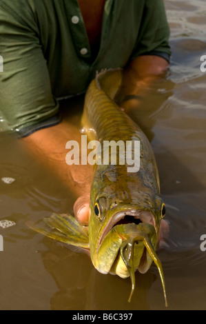 Arahuana Silver Arowana or Arahuana Osteoglossum bicirrosum Amazonian fish Stock ...