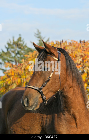 Paso Fino horse in front of autumn foliage Stock Photo
