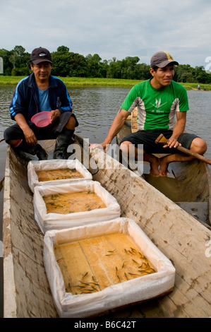 Collection of arowana tropical fish for trade, Amazon Rainforest, Peru ...