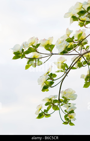 Graceful branches of a flowering Pacific Dogwood Cornus Nauttallii tree against a soft sky British Columbia Canada Stock Photo