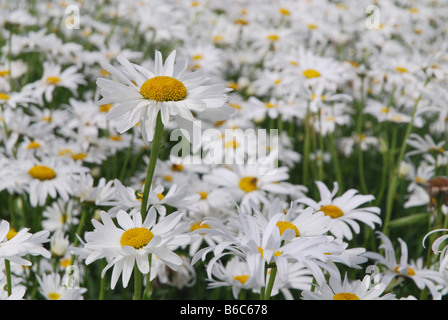 Field of white daisies for seed production in Zeeland Netherlands Stock Photo