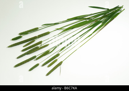 Common Foxtail, Meadow Foxtail, Field Meadow Foxtail (Alopecurus pratensis), flowering grass, studio picture Stock Photo