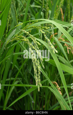 Rice (Oryza sativa) with seeds Stock Photo