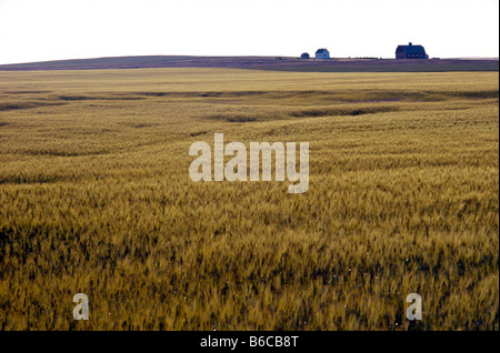 Cornfield in Saskatchewan Canada the Bread Basket of the World Stock Photo