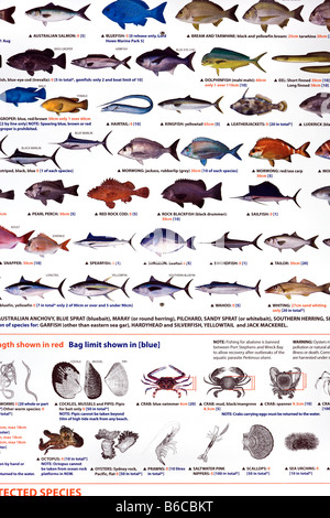 Legal bag and size limits for saltwater fish fishing on the Australian ...