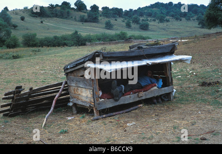 A shepherd takes a rest in a makeshift shelter whilst watching his flock of sheep nr Szekelyderz or Dariju village transylvania Stock Photo