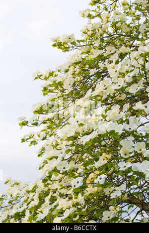A Pacific Dogwood Cornus Nauttallii tree in full bloom British Columbia Canada Stock Photo
