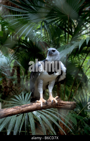 Surrounded by palm fronds Harpy eagle (Harpia harpyja) in the Belize Zoo perches on a branch. Stock Photo