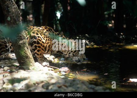 Jaguar (Panthera onca) about to take a drink from a stream at the Belize Zoo. Stock Photo