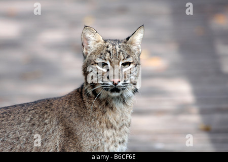 Bobcat Stock Photo