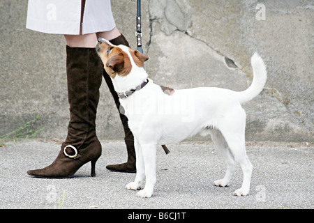 Low section view of woman walking with dog on street Stock Photo
