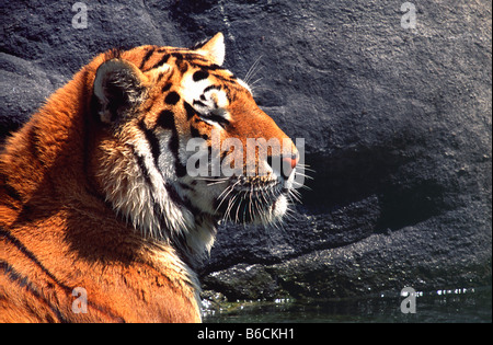 Close-up of Siberian tiger (Panthera tigris altaica) in zoo Stock Photo