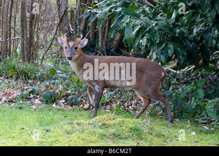 Muntjac deer Muntiacus reevesi Stock Photo