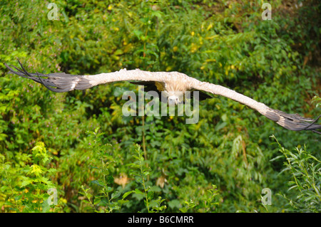 Griffon vulture (Gyps fulvus) flying Stock Photo