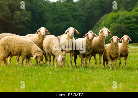 Flock of Domestic sheep (Ovis aries) in field, Bavaria, Germany Stock Photo