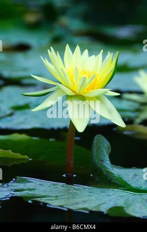 Mexican Water lily (Nymphaea mexicana) in pond, Germany