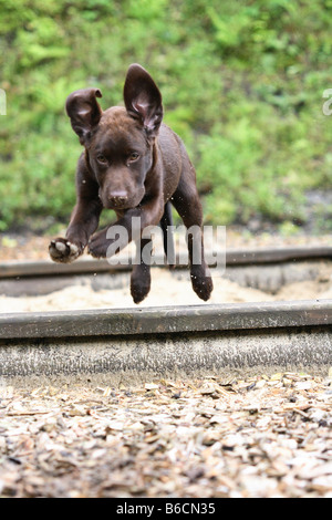 Puppy of labrador crossing railroad track Stock Photo